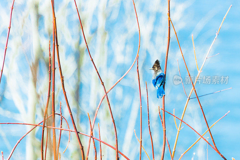 蓝Stellers Jay Bird